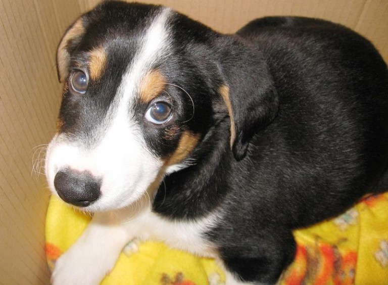 Szczeniak ma dom (AKTUALIZACJA)