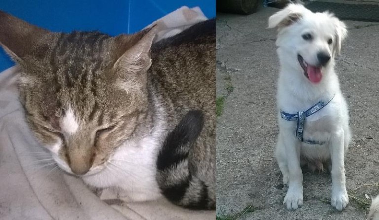 Czy ktoś ich szuka?