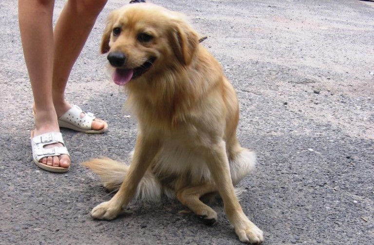 Złoty grzecznie czeka