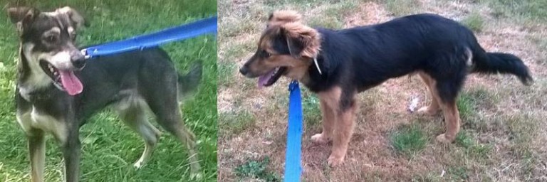 Czworonogi w potrzebie