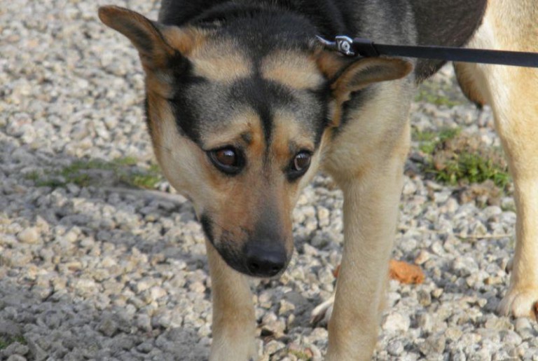 Szukają domu dla Żabki