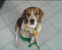 pies_zaglebie.jpg