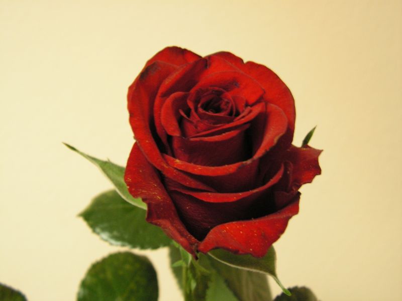 PICT0496.JPG