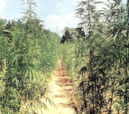 marihuana.jpg