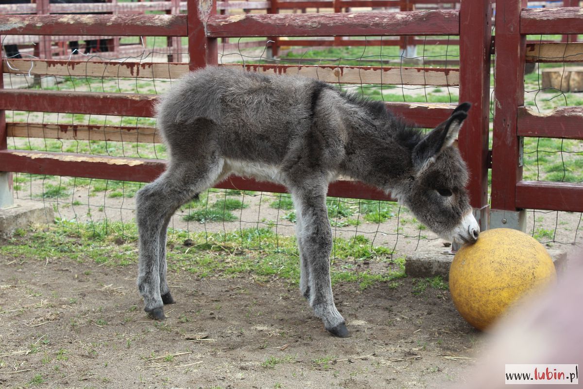 Zoo szuka imienia dla osiołka