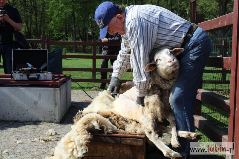 Pozbędą się nadmiaru wełny – strzyżenie owiec w zoo