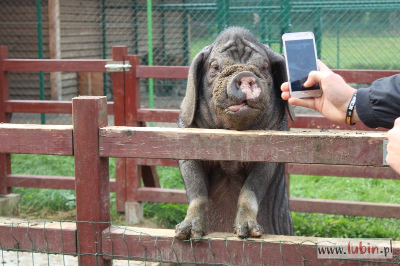 Lubińskie zoo od teraz samodzielne