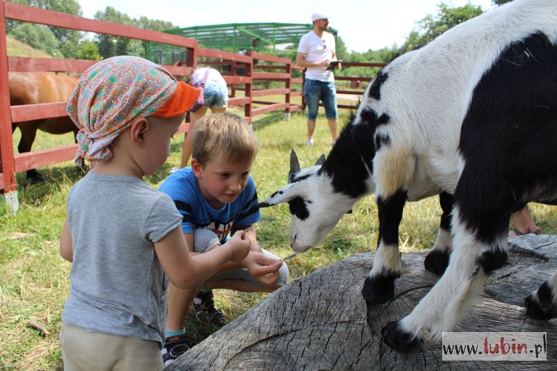 Wakacje w zoo, ruszają kolejne zajęcia