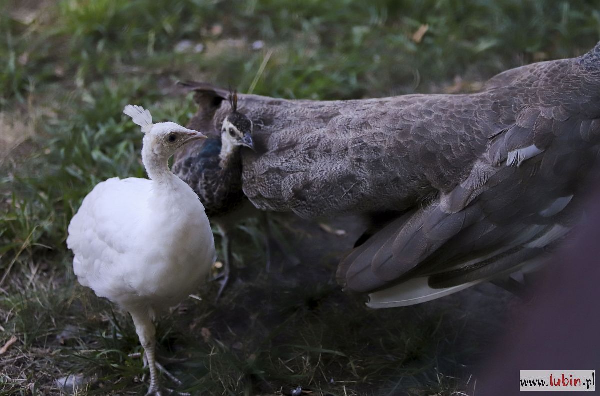 Kolejny wyjątkowy okaz w lubińskim zoo