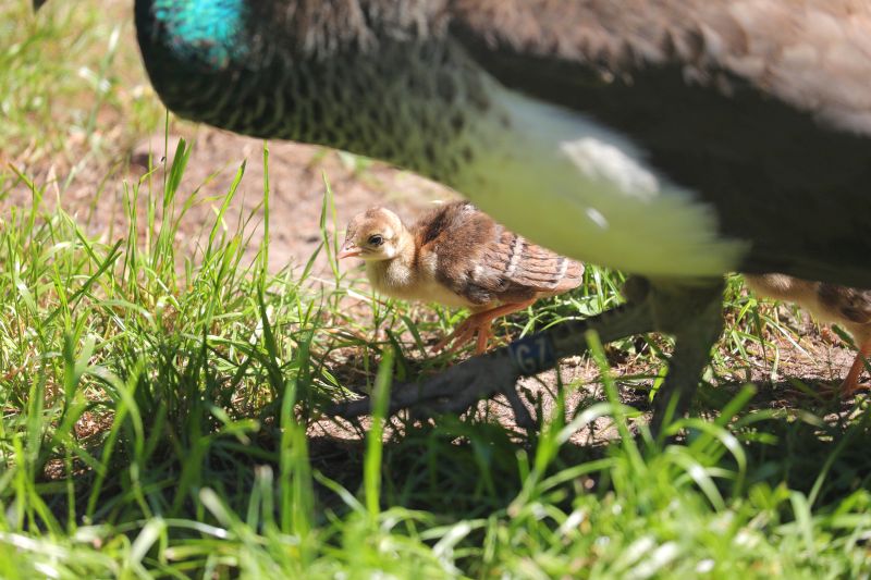 Pawia rodzina z zoo się powiększyła