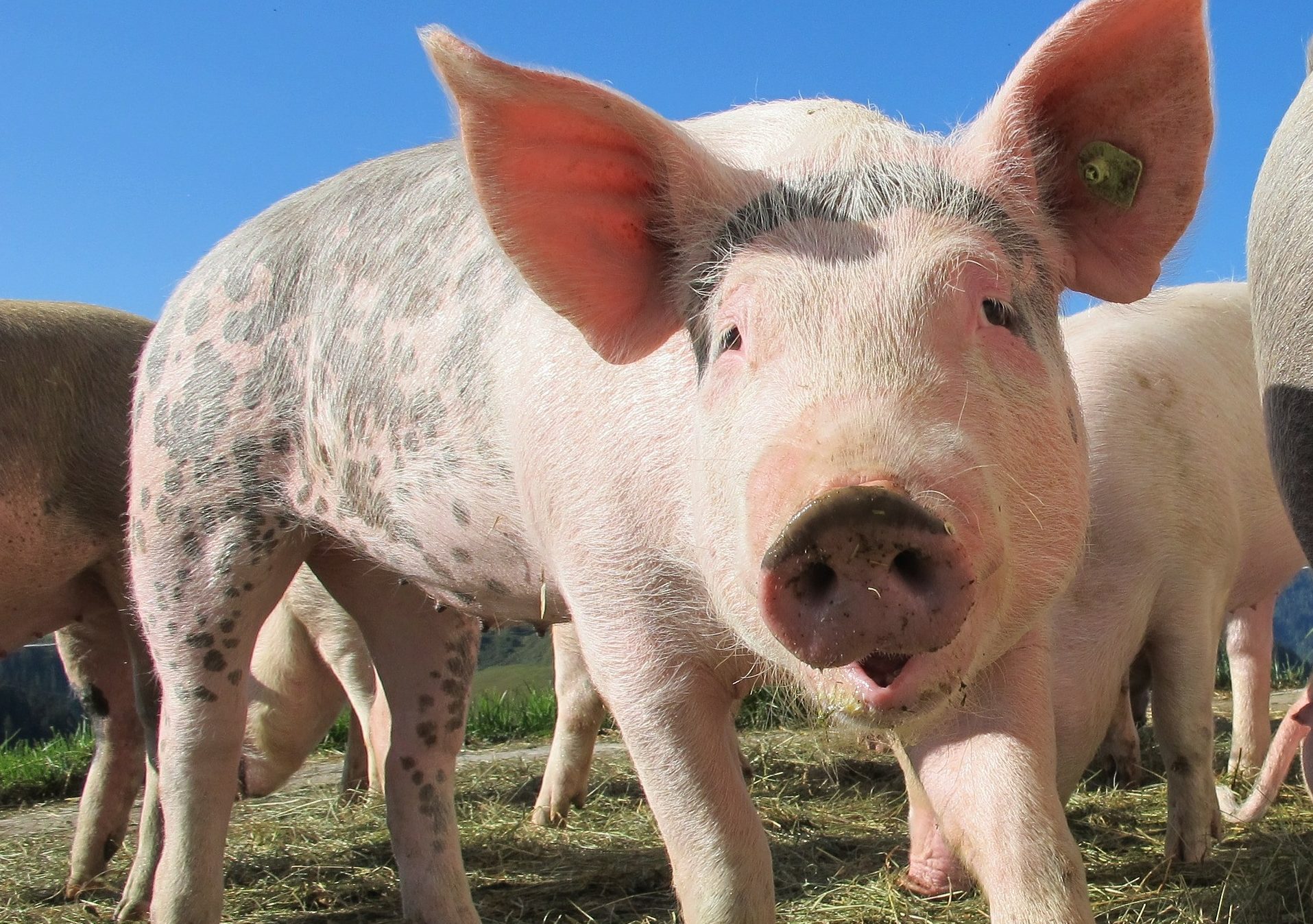 Obowiązkowa bioasekuracja dla hodowców świń