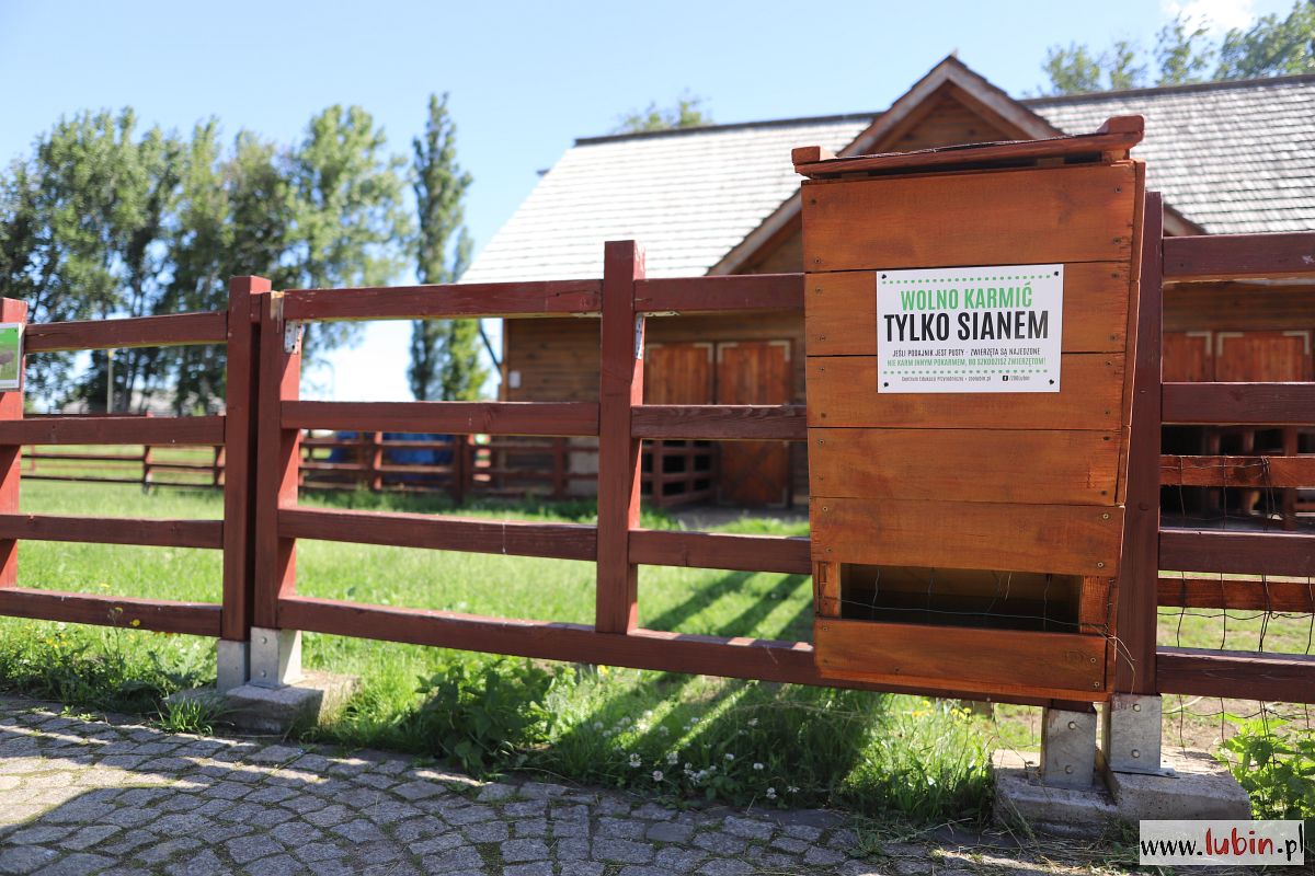 Dokarmianie pod nadzorem. Chipsy i ciastka nie dla zwierząt