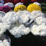 przed wszystkimi śwętymi (10)