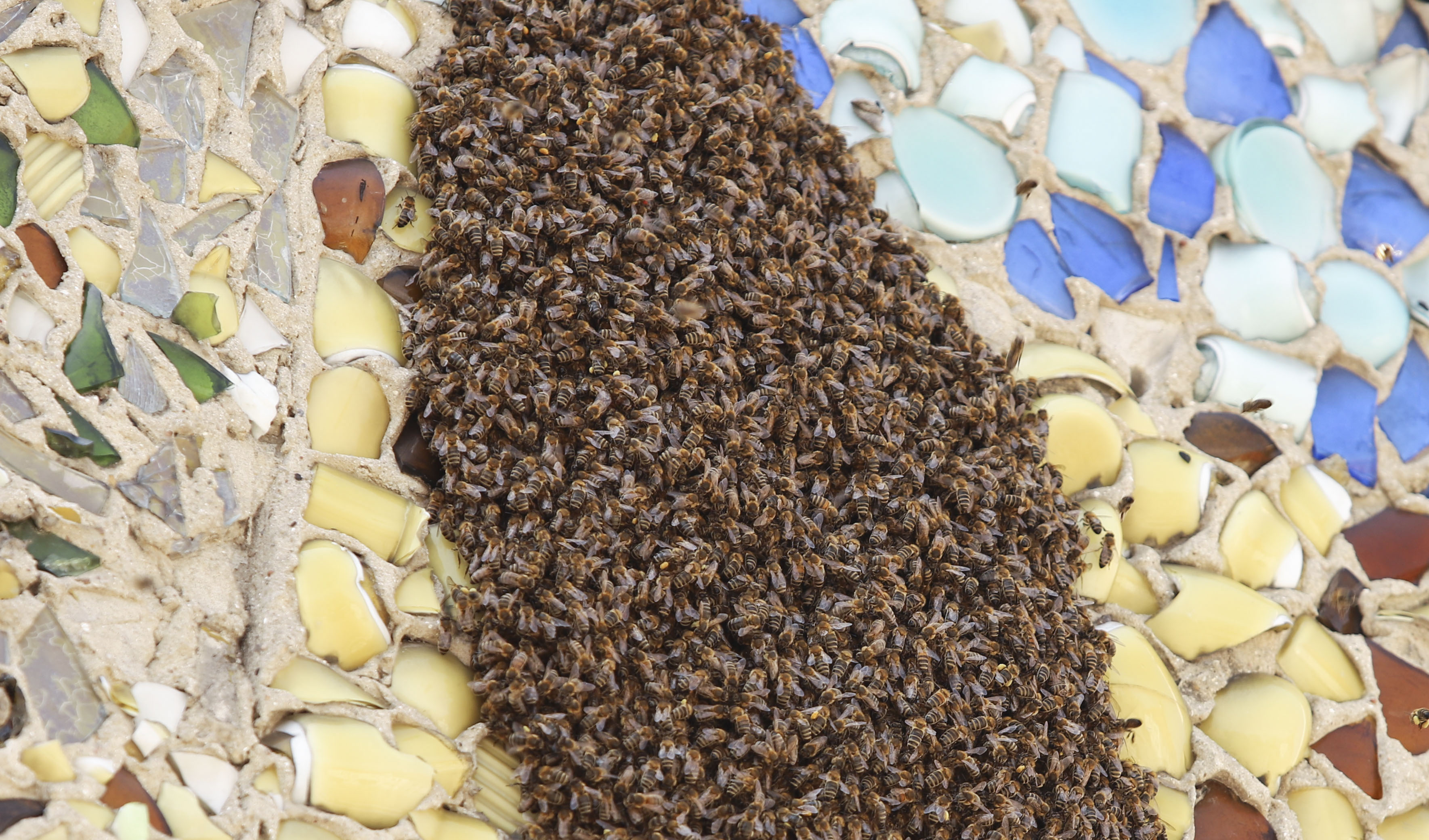 Uwaga, rój pszczół w rynku