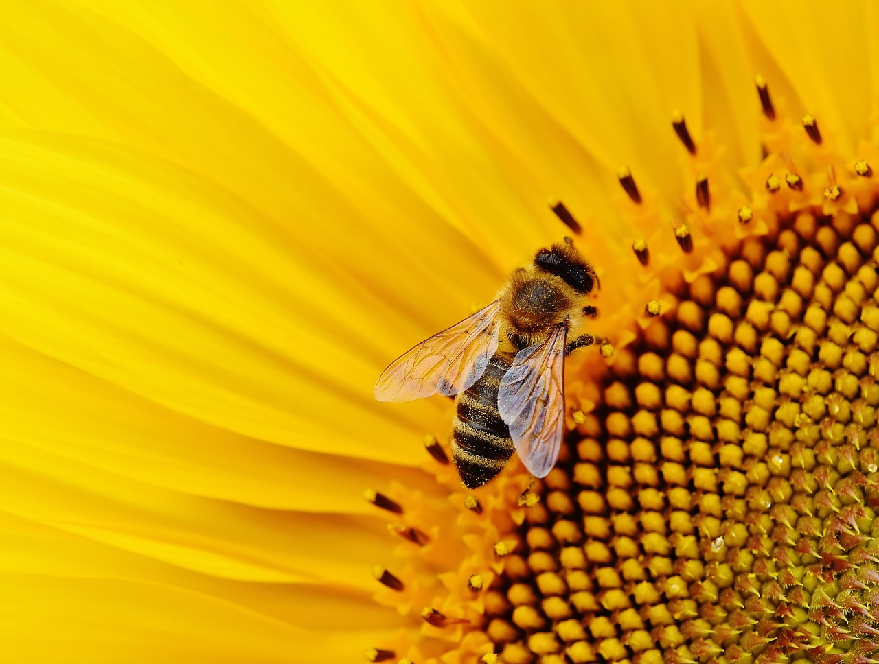 Coraz więcej gmin przyjaznych pszczołom