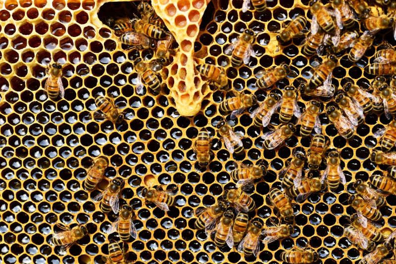 Dwa dni z pszczołami – zoo zaprasza na plenerowe wydarzenie