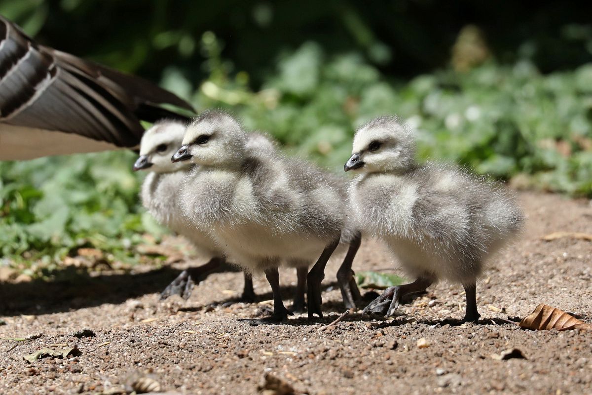 Najmłodsi pierzaści mieszkańcy zoo