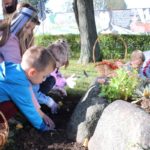 sadzenie żonkili, 05.10 (29)