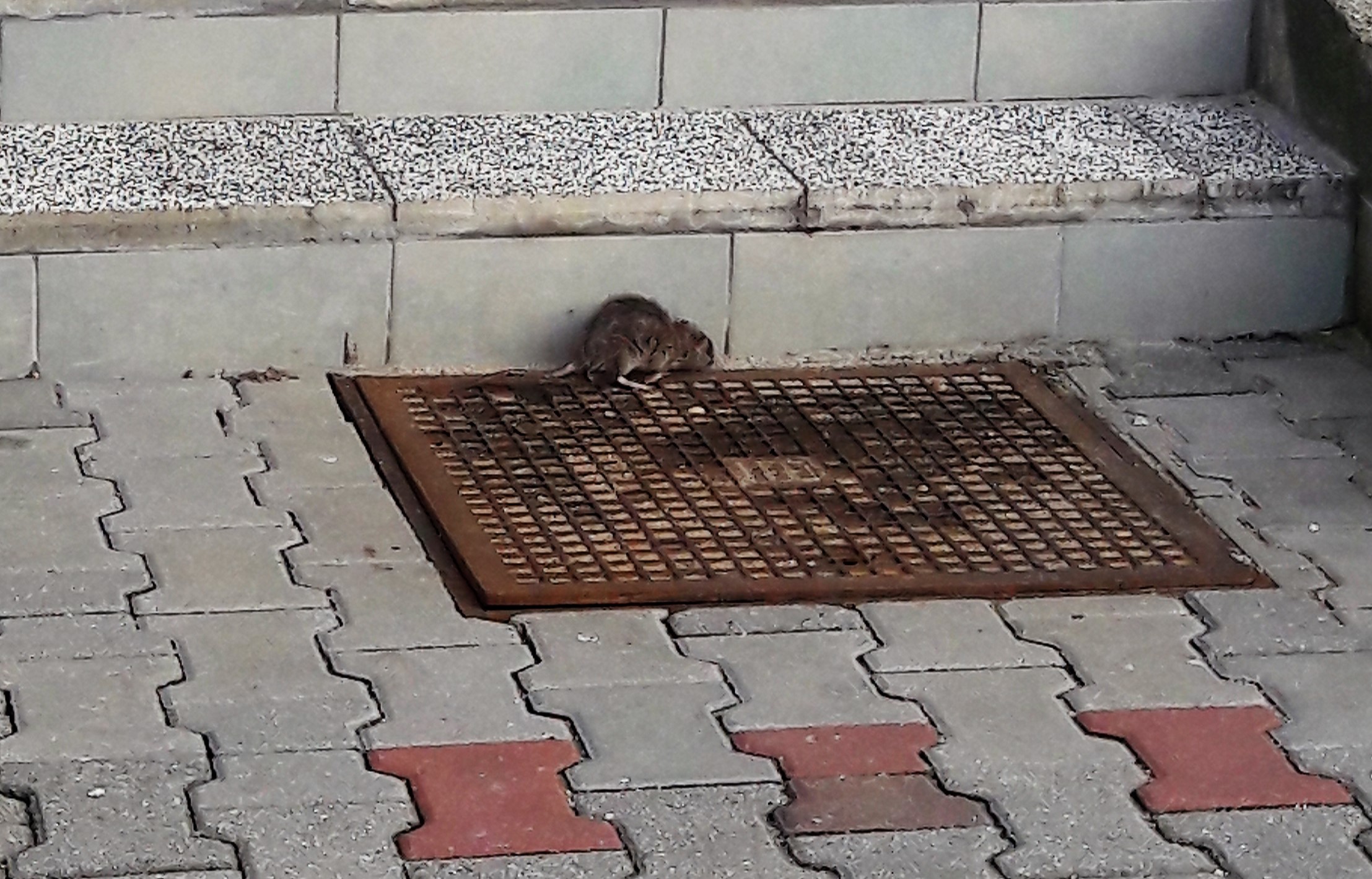 W mieście pojawiły się szczury