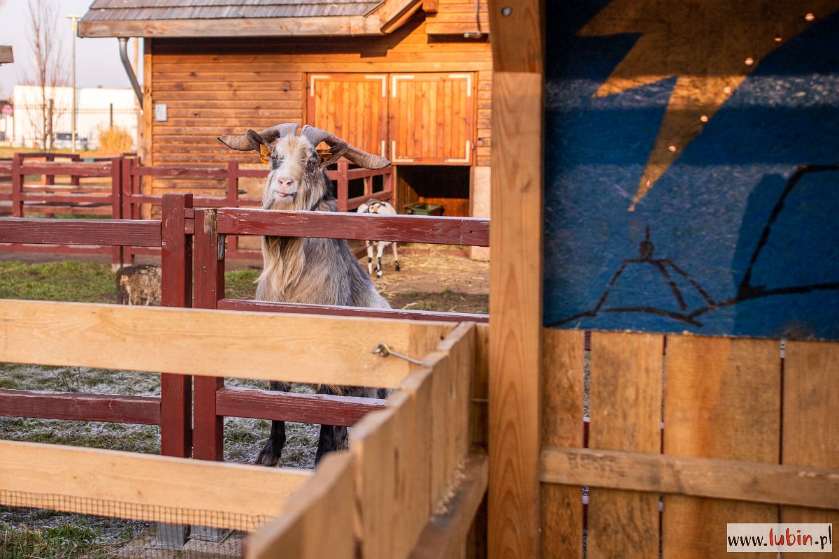 Szopka bożonarodzeniowa w zoo już od niedzieli