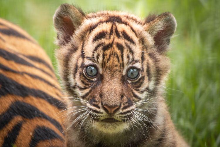 Wybrali imię dla małej tygrysicy z wrocławskiego zoo