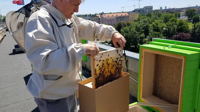 Na dachu urzędu zamieszkały pszczoły