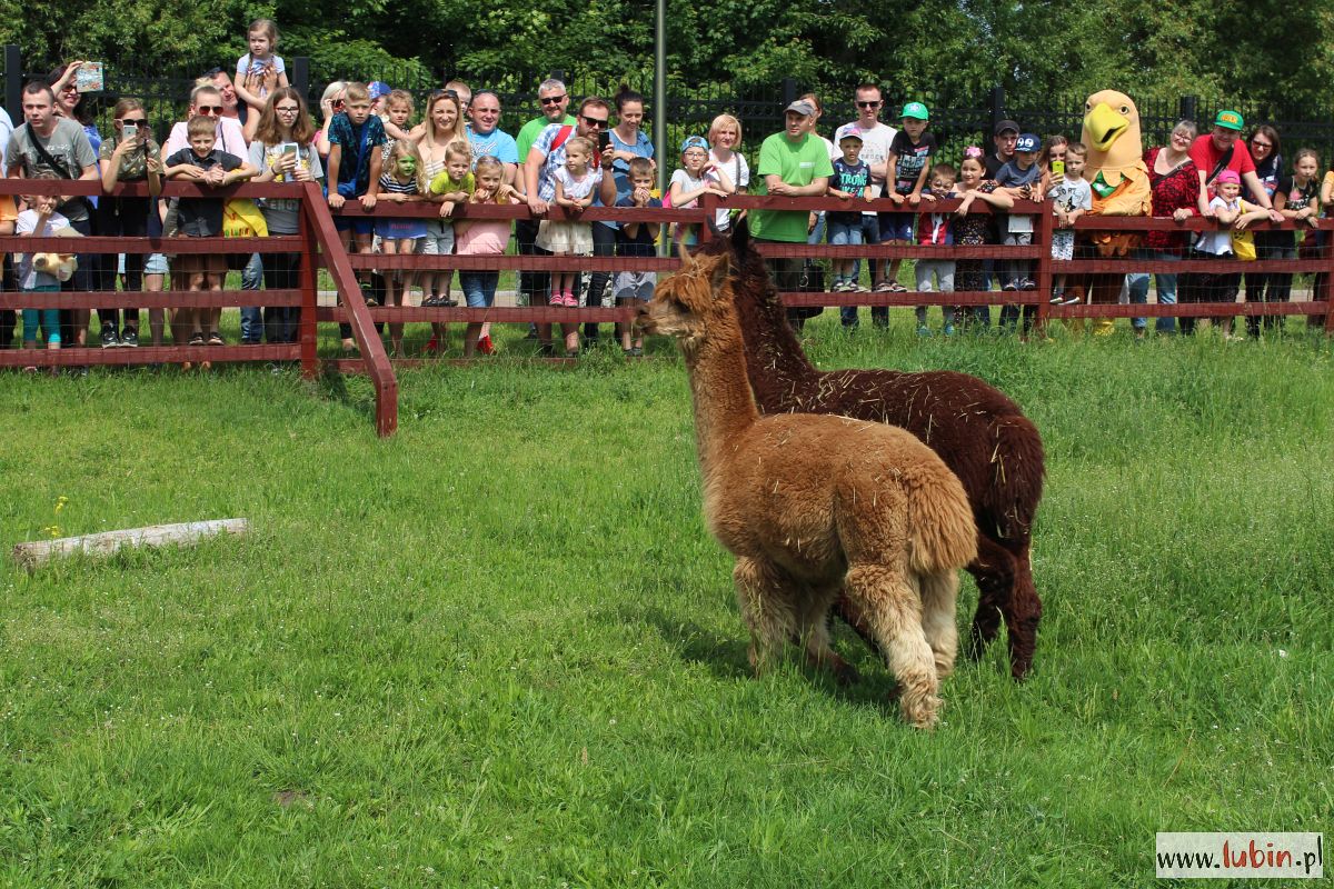 Tort i nowi mieszkańcy na piąte urodziny zoo