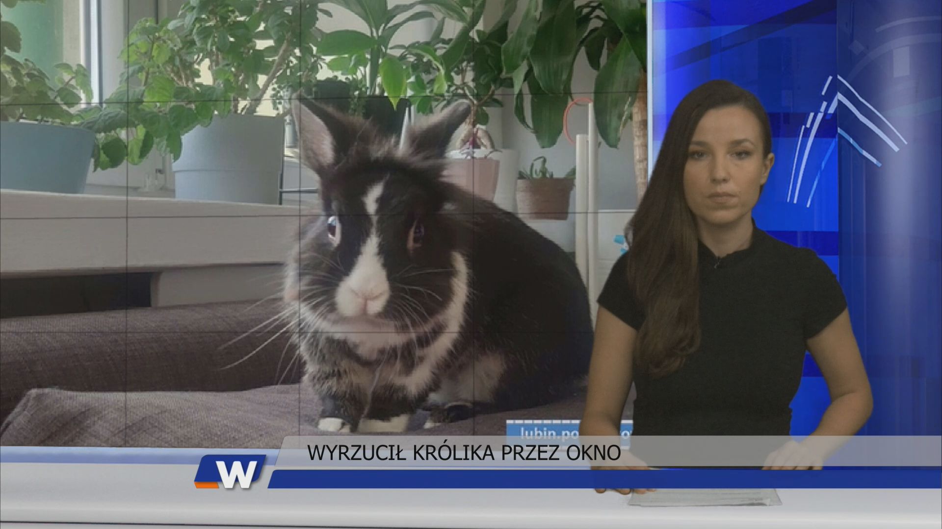 Wydarzenia