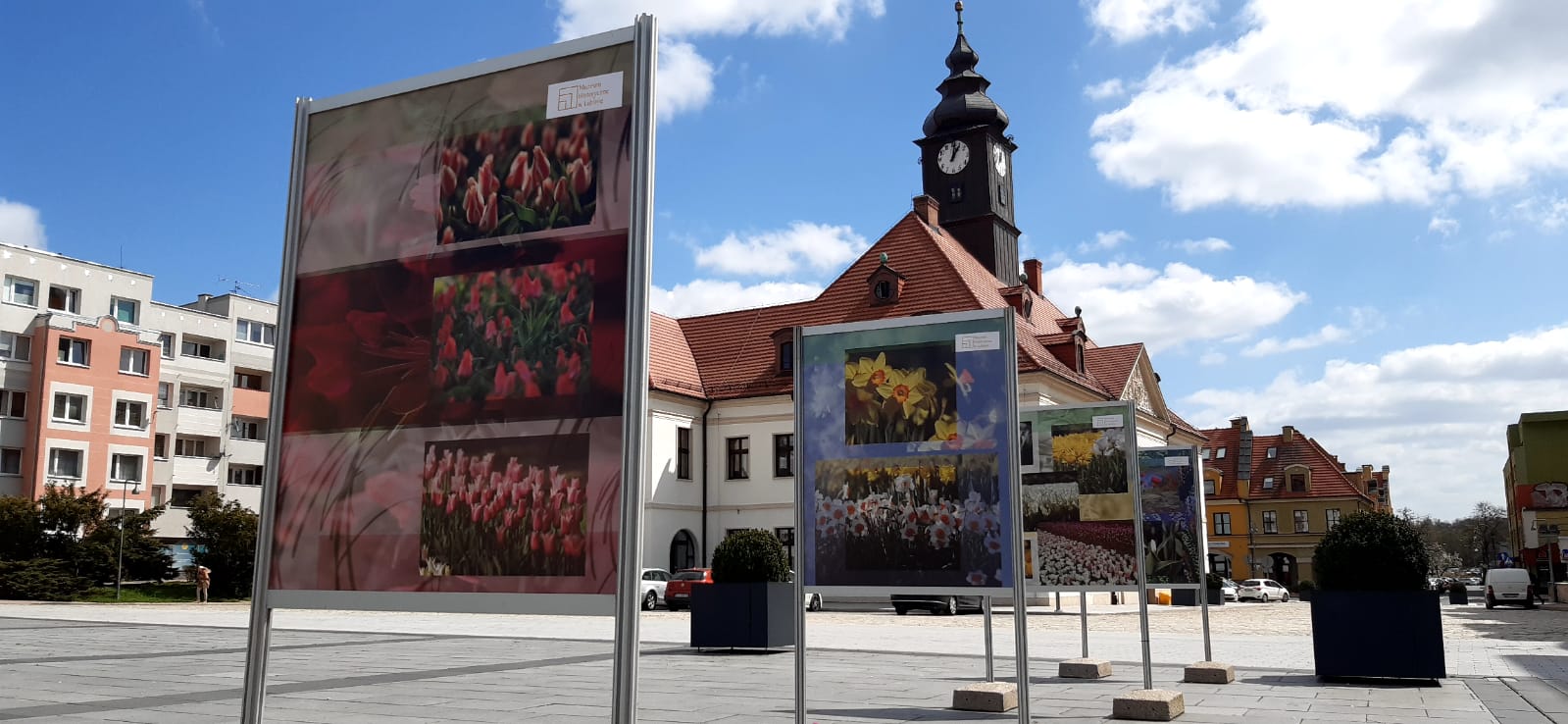 Lubiński rynek zakwitł