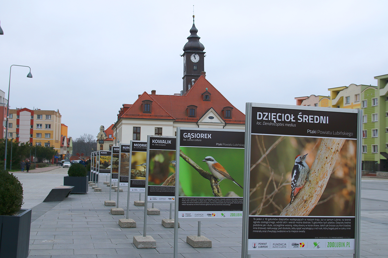 Ptaki z parku przeniosły się na rynek