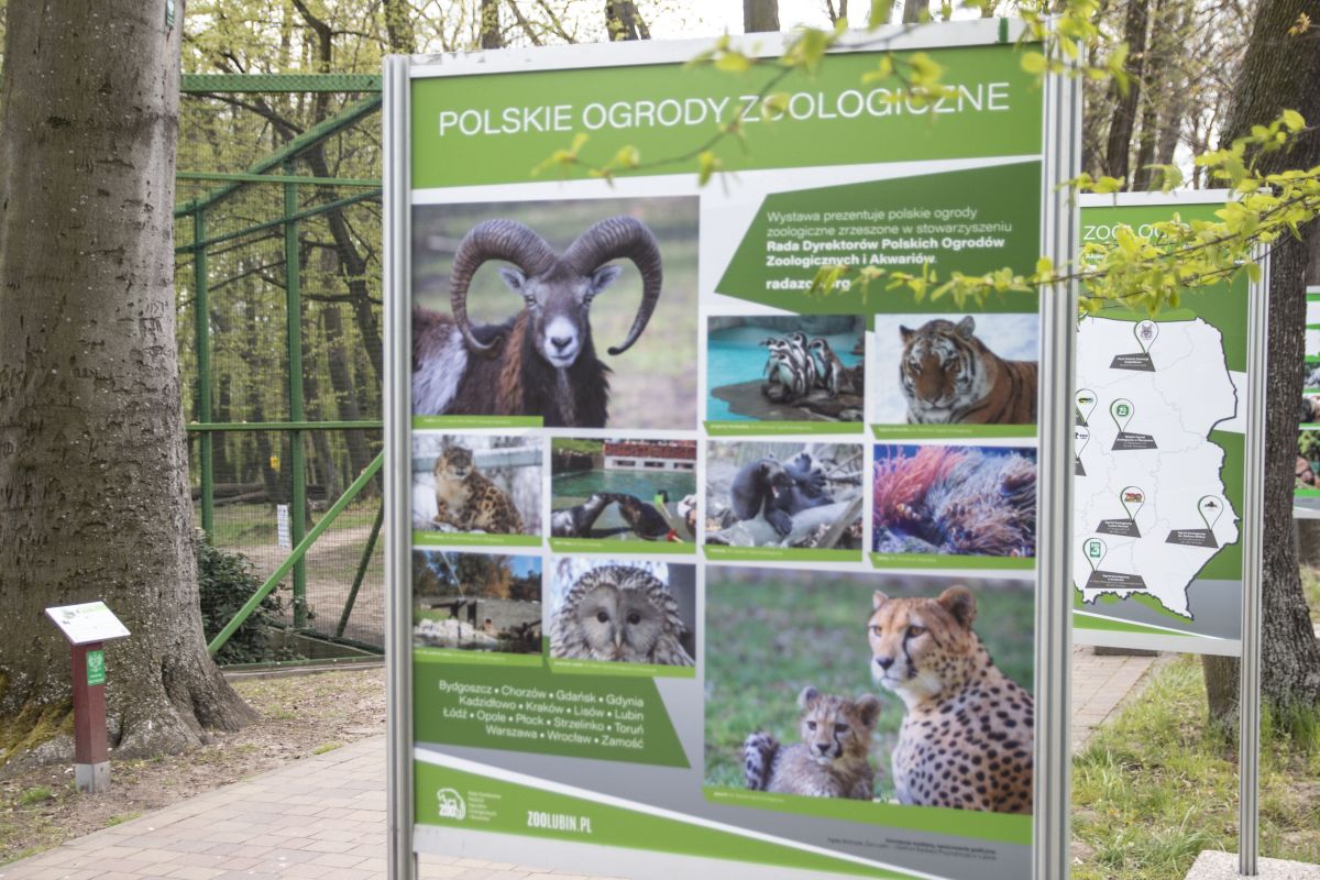 Zoo na zdjęciach