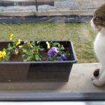 zajecia w ogrodzie – czas na sadzenie wiosennych_kwiatów