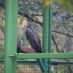 zoo, park Wrocławski, 2020 (1)