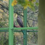 zoo, park Wrocławski, 2020 (2)