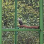 zoo, park Wrocławski, 2020 (5)
