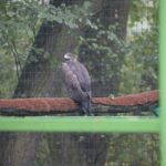 zoo, park Wrocławski, 2020 (6)