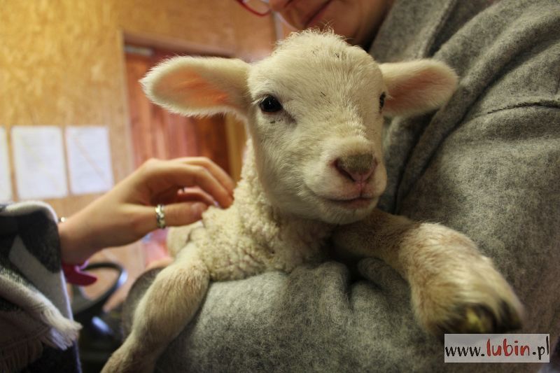 W lubińskim zoo czuć wiosnę. Na świat przychodzą kolejne maluchy