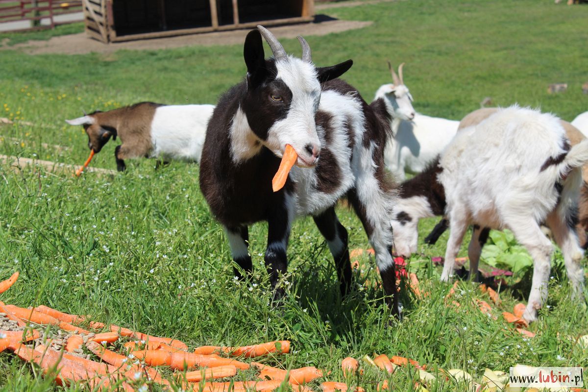 Podano do stołu – co i ile jedzą zwierzęta w lubińskim zoo