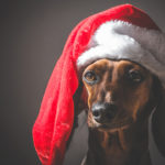 christmas miniature dachshund puppy wearing Santa Claus hat