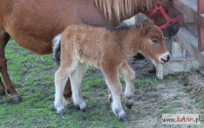 Nowy maluch w lubińskim zoo potrzebuje imienia